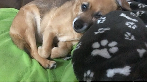 Suche Hund