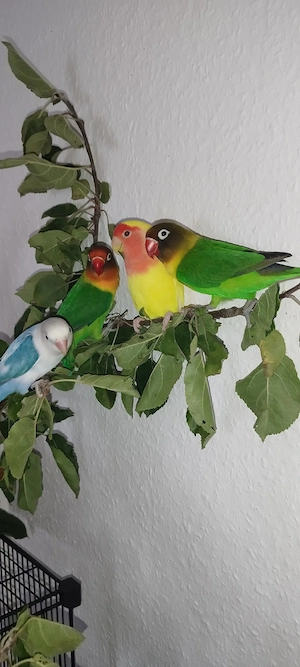 Unzertrennliche(Agaporniden) Pärchen 