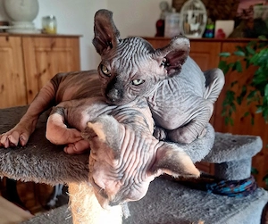 Zwei zuckersüße Sphynx-Katerchen (1x Spitzohr, 1x seltene Elfenohren!) suchen Traumzuhause   
