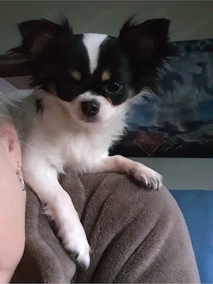 Chihuahua Hündin Schokomerle mit Zubehör