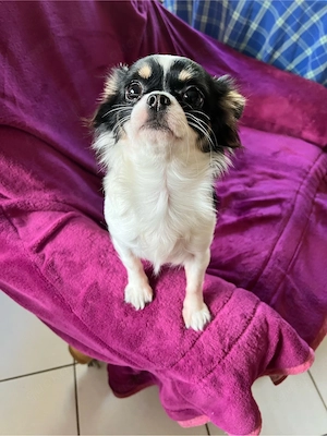 Chihuahua Hündin 5 Jahre alt mit Zubehör