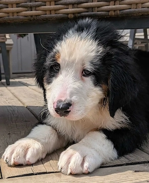 Wunderschöner Berner Sennenhund-Welpe   Liebevolles Zuhause gesucht