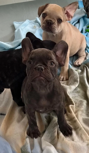 französische Bulldoggen welpen
