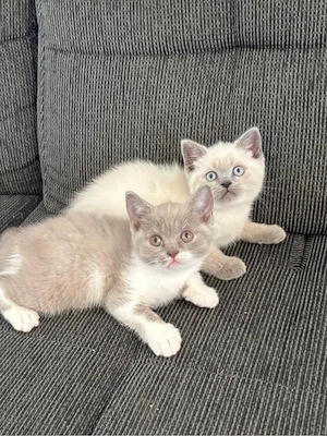 BKH Kitten 