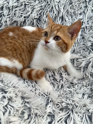 reinrassige BKH Kitten in seltenen Farben