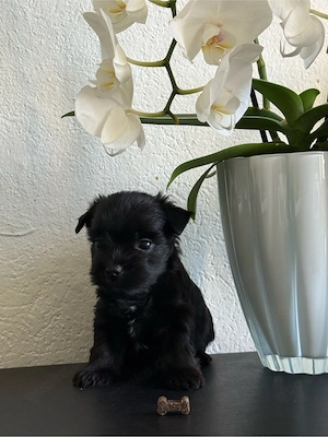 Yorkshire-Terrier-Welpe sucht ein liebevolles Zuhause   