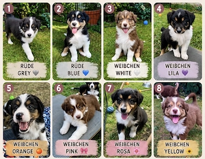 Reinrassige Australian Shepherd Welpen in Red Tri und Black Tri