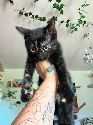 bkh männchen kitte 