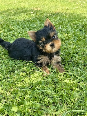 Yorkshire Terrier Welpen 