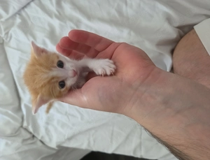 Bald Erhältlich. Baby Kitten 5 wochen alt. Männchen