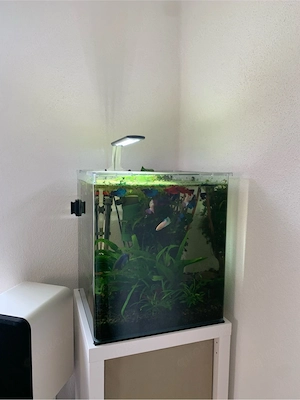 Nano Aquarium mit allem zubehör + kampffisch weibchen 