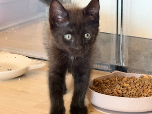 Norwegische Waldkatze Mix Kitten 