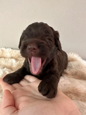 Cockapoo Cockerpoo Welpen mit Ahnentafel 