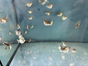 Goldfisch Babys - Teleskopauge Butterfly Tail Nachzucht 