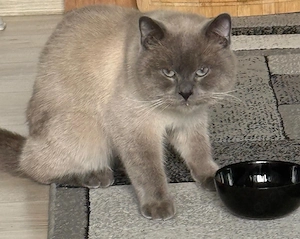 Liebevolles Zuhause für meinen Kater gesucht