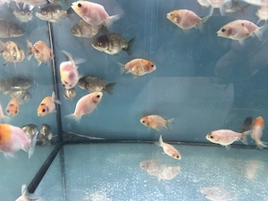 Cow Ranchu Nachzuchten aus Hobbyzucht - Liebhabertiere