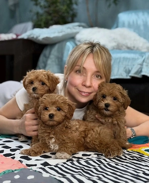 Registrierte Maltipoo-Welpen suchen ein neues Zuhause