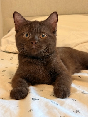Britische Kurzhaarkatze