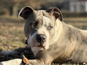 american bully xl  sucht zuhause 