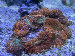 Traumhafte Scheibenanemonen"Tequila Sunrise"