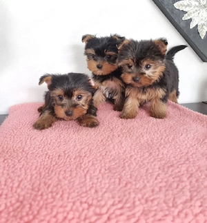 Yorkshire Terrier Welpen   Chip
