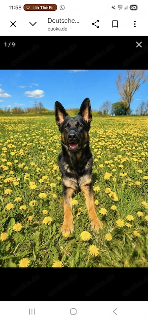 Deutscher Schäferhund Rüde