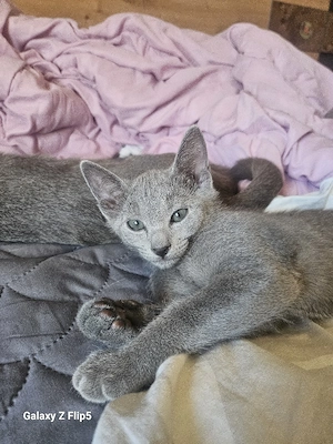 Russisch Blaue Kitten ab sofort 