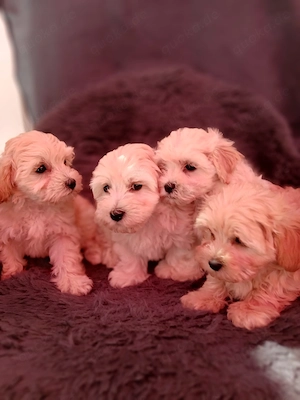 Wunderschöne Mischlinge Mutter Maltipoo , Vater Bichon Malteser