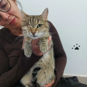 Pippa sucht ein Zuhause Bild 6