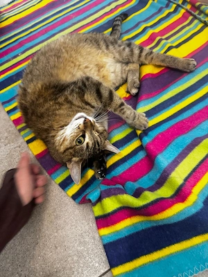 Pippa sucht ein Zuhause Bild 3