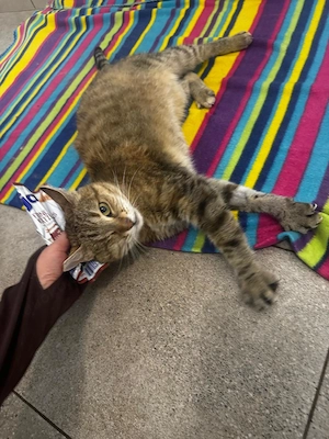Pippa sucht ein Zuhause Bild 2
