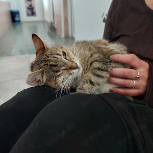 Pippa sucht ein Zuhause Bild 7