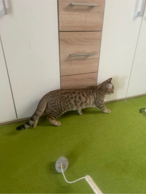 BKH-Bengal Mix Kitten Bild 2