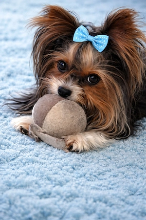 Biewer Yorkshire Terrier 2,5 kg