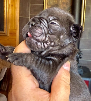 Premium Französische Bulldoggen Blue eyse aus promovierter Zucht 