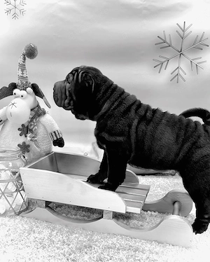 Sharpei puppies for adoption 
