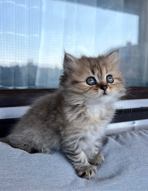 BKH BLH kitten 