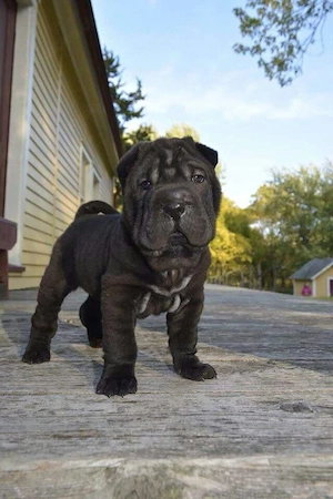 Sharpei puppies for adoption 