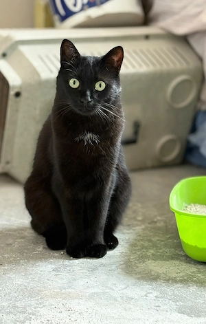 Titi sucht ein liebevolles Zuhause!