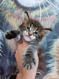 Wunderschöne Maine-Coon-Kätzchen der 3. Generation abzugeben.