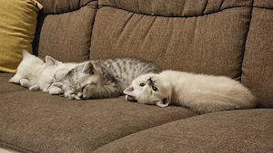 Wunderschöne BKH Kitten (Britisch Kurzhaar)   Reservierung möglich!