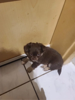 Chihuahua Langhaar rüde in gute Hände abzugeben.