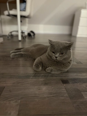Dringend ! BKH Kater 