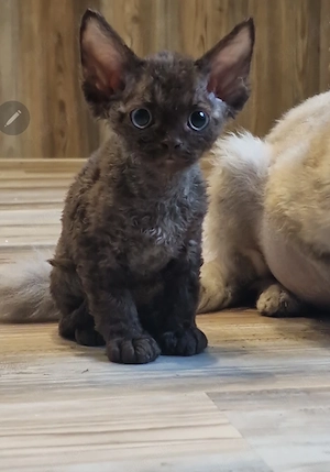 Hübsche Devon Rex Katerchen mit Stammbaum können mit 12 Wochen umziehen 