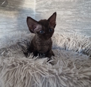 Hübsche Devon Rex Kitten können im Alter von 12 Wochen umziehen 