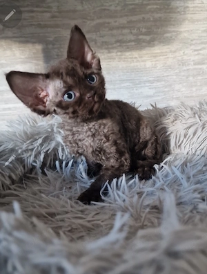 Hübsche Devon Rex Katerchen mit Stammbaum können mit 12 Wochen umziehen 