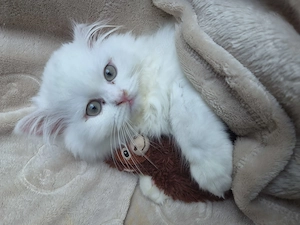 Persische kitten zu verkaufen 