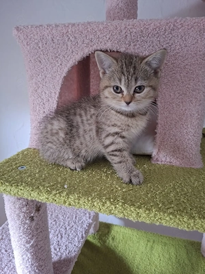 Britisch kurzhaar Kitten 