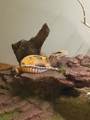 Verkaufe zwei Leopardgeckos inkl. Terrarium und Zubehör 