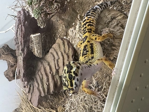 Leopardengecko Weiblich ca. 10-12 Monate alt 